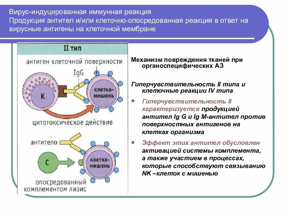 Антигены вирусов иммунология. Схема противовирусного иммунного ответа. Механизм образования антител АТ. Клеточный иммунный ответ механизм. Антитела иммунной системы