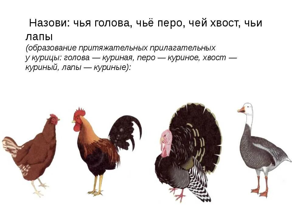 Домашние птицы. Домашние птицы. Д ушинский курица и утята. Домашние птицы для детей. Домашние птицы.