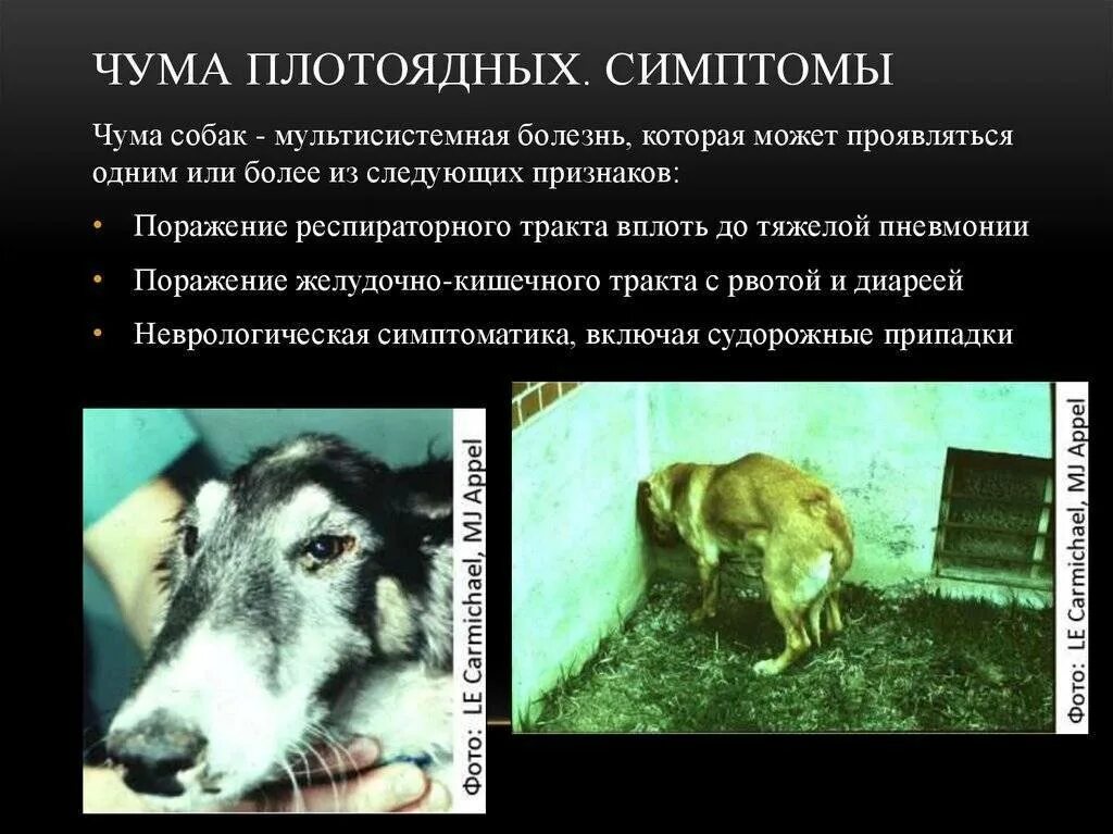 Инфекционные поражения животных