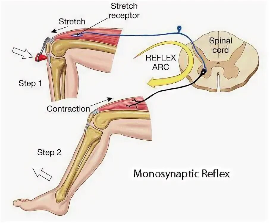 Spinal Cord simple Reflex Arc. Achilles Reflex Reflex Arc. Monosynaptic Reflex.