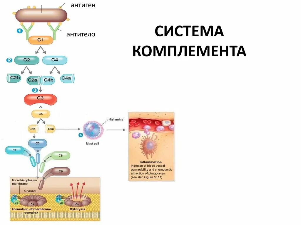 Комплемент сыворотки крови. Факторы активации системы комплемента иммунология. Система комплемента иммунология схема. Схема активации системы комплемента в иммунологии. Схема активации белков системы комплемента.