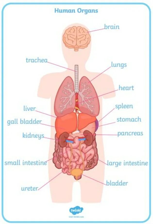 Human organs. Органы человека. Human body Organs. Human Organs and their functions.