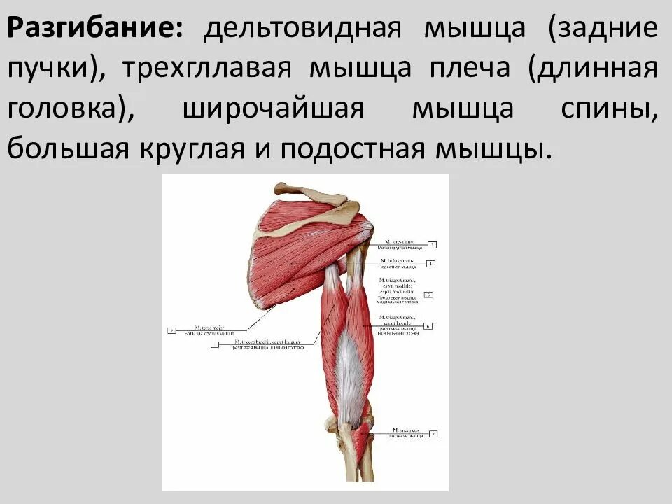 В разгибании плеча участвуют мышцы