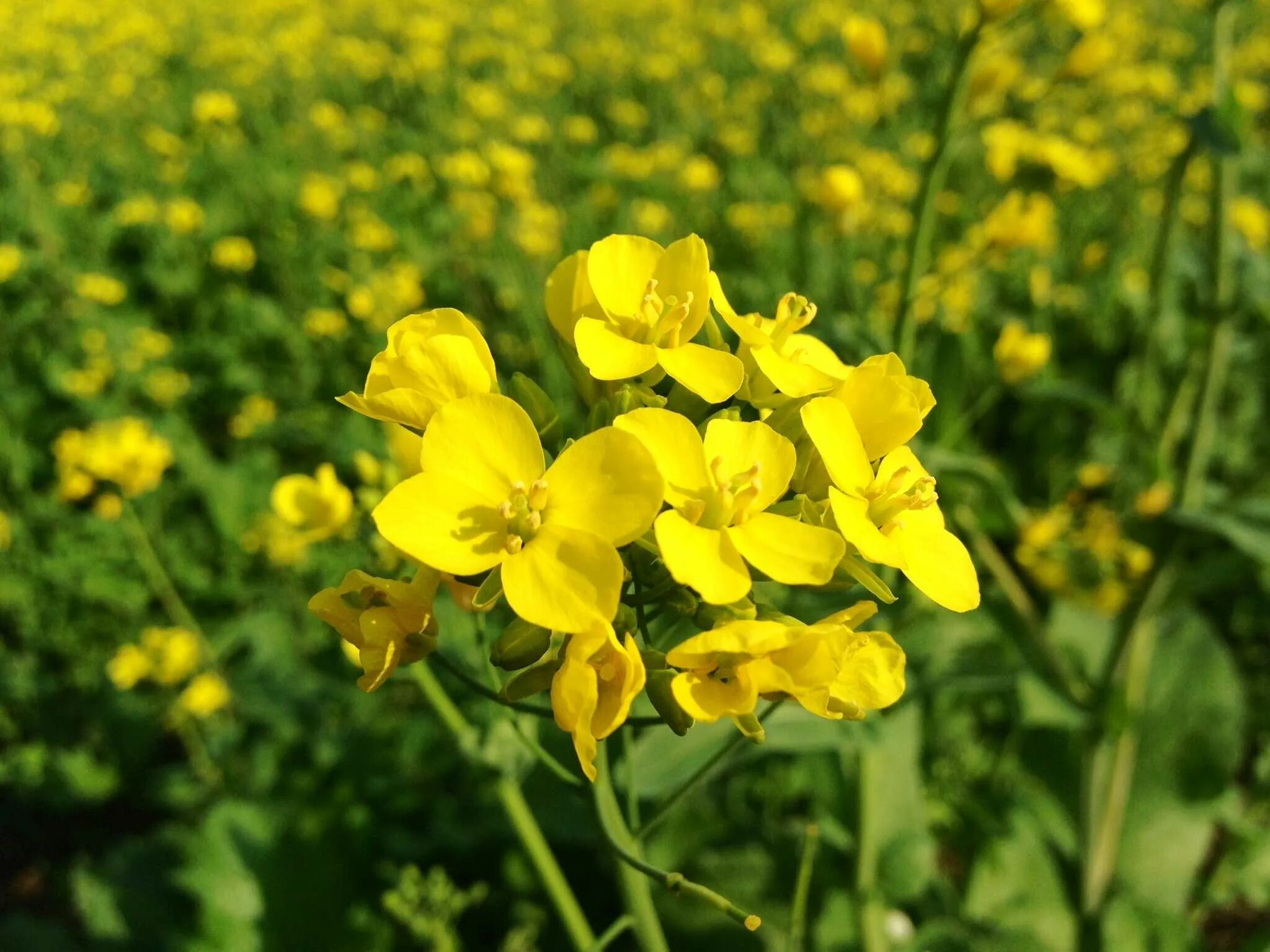 Горчичный сад. Горчица сарептская — Brassica juncea. Горчица крестоцветное растение. Крестоцветные рапс. Сурепка сидерат.