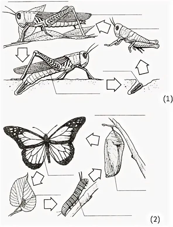 Схема постэмбрионального развития обыкновенного комара. Постэмбриональный период развития крокодила. Отметь животных с непрямым типом развития. Обложка постэмбриональный период развития.