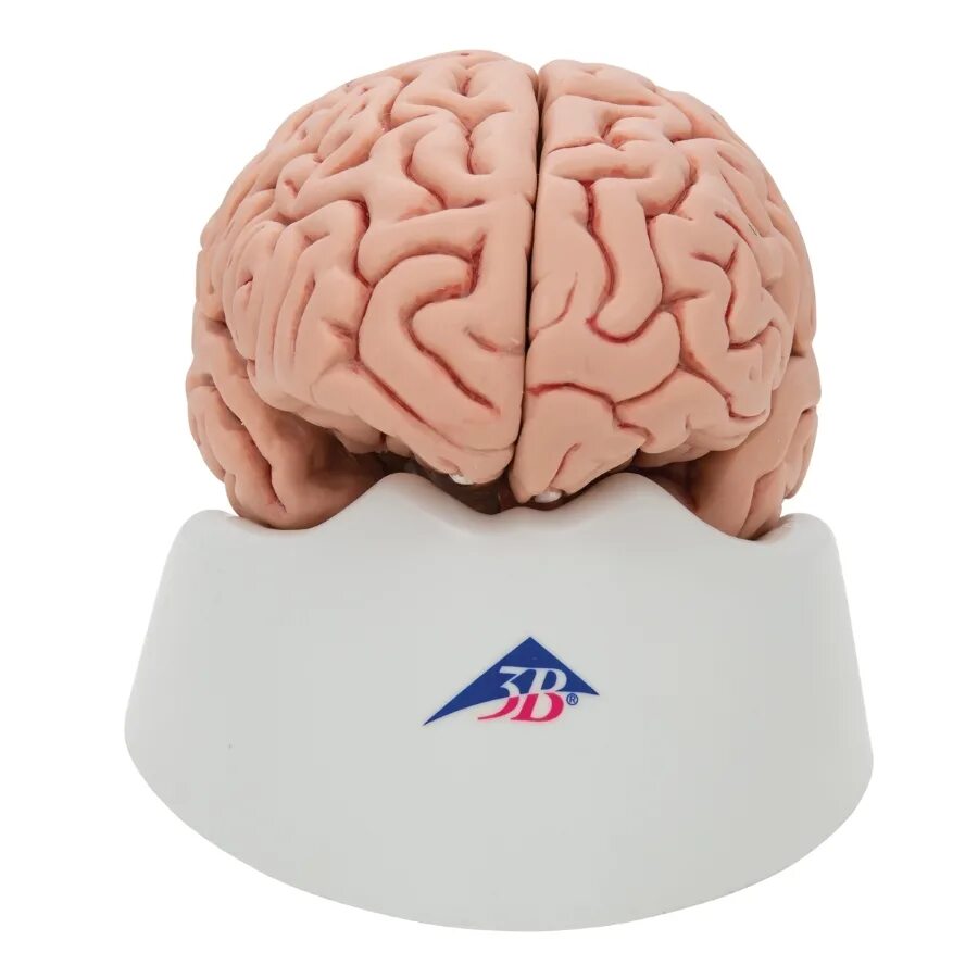 Brain 8 1. Макет мозга. Моделирование мозга. Мозг моделька.