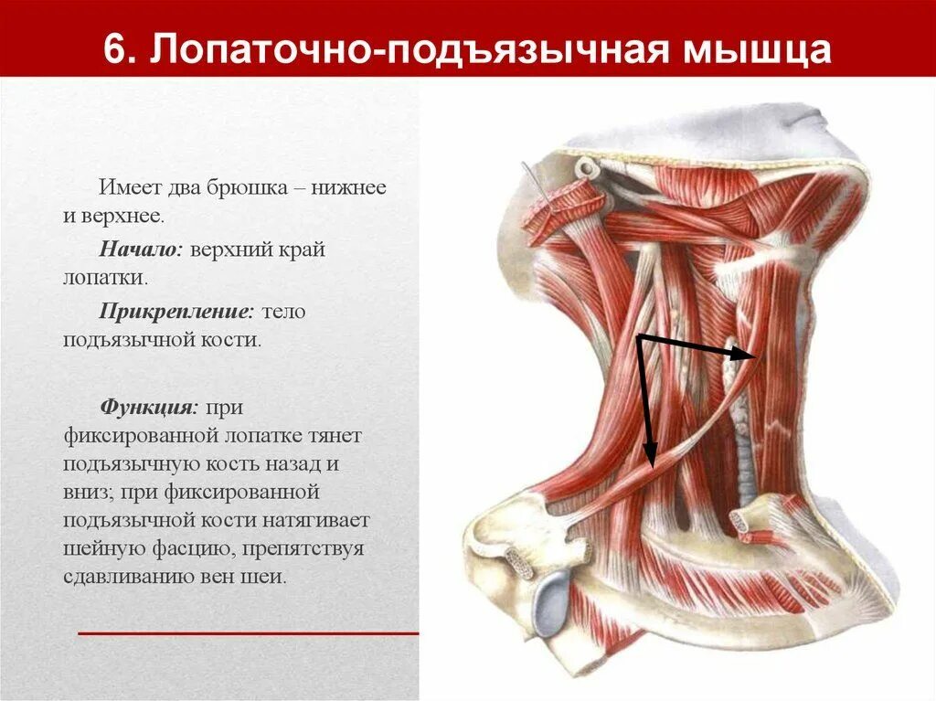 Нижнее брюшко. Мышцы шеи вид сбоку анатомия. Поверхностные мышцы шеи вид спереди. Мышцы шеи вид спереди анатомия. Нижнее брюшко.
