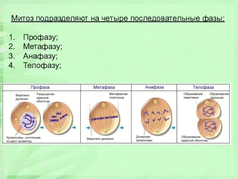 Стадии мейоза и митоза ЕГЭ. Таблица митоз 10 класс биология. Фазы митоза таблица. Профаза митоза таблица. Митоз и мейоз проверочная