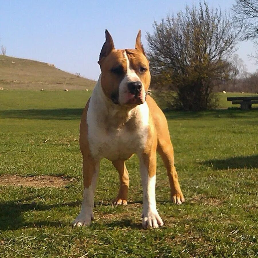 Шелти шетландская черная. Бультерьер белый стандарт. Ch ua. Ch ua. Белый карликовый бультерьер.