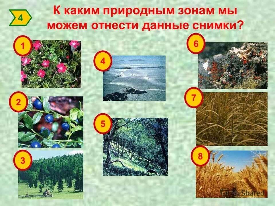 Севастополь какая природная зона. Кроссенс на тему природные зоны России. Задания по теме природные зоны.