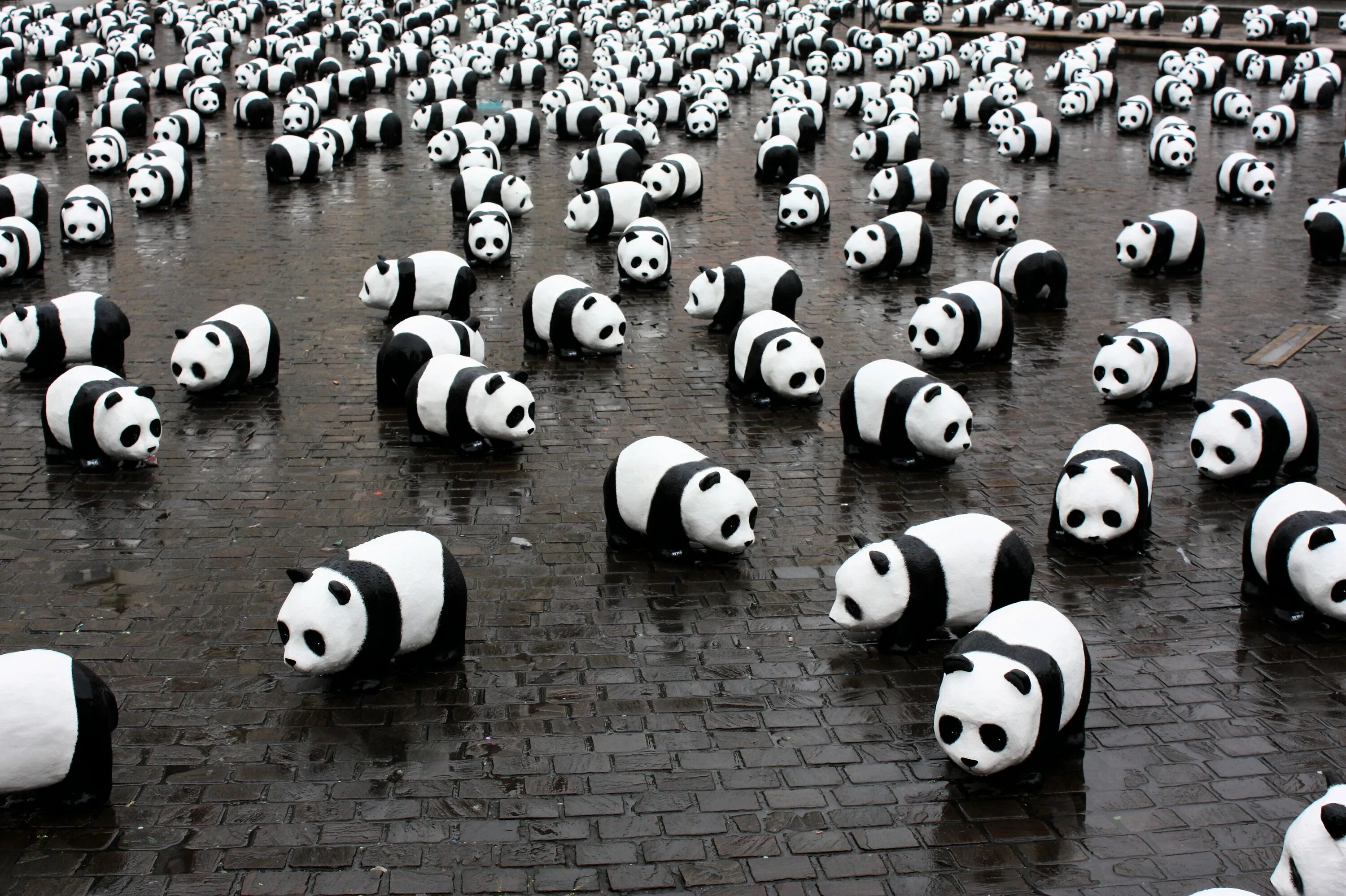 Панда собирает в круг. Панда фон. Белая Панда. Куча панд. Найди панду.