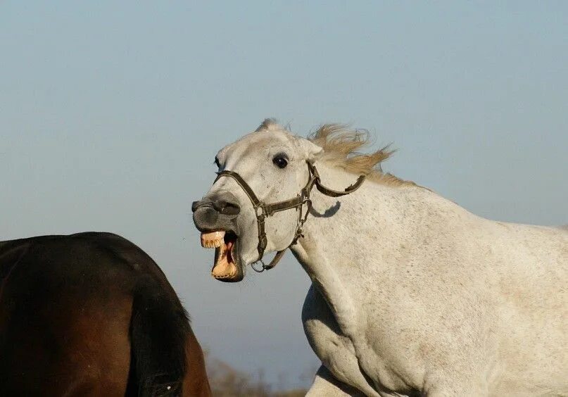 Грация диких лошадей на снимках исландского фотографа Horses, Wild horses, Small