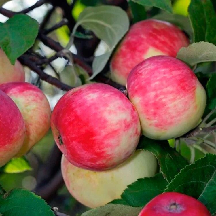 Яблоня куйбышевское. Яблоня ранет конфетный. Яблоня malus domestica. Яблоня мантет. Сорт: яблоня, алтайское багряное.