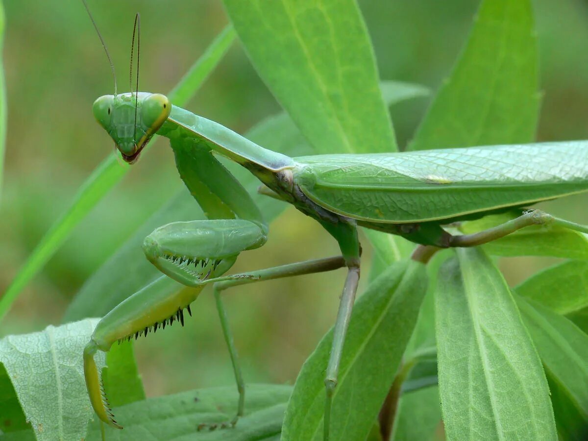 Богомол обыкновенный (Mantis religiosa). Малазийский богомол. Отряд Богомоловые (Mantoptera). Богомол Pseudocreobotra wahlbergii. Российский богомол