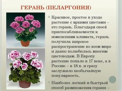 Герань комнатная свойства