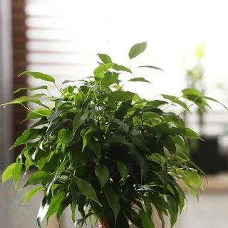 Фикус бенджамина можно