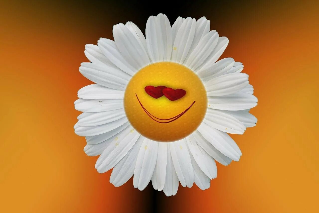 Пожелать радости улыбок. Позитивная Ромашка. Цветочек улыбается. Цветочек с улыбкой. Смешная Ромашка.