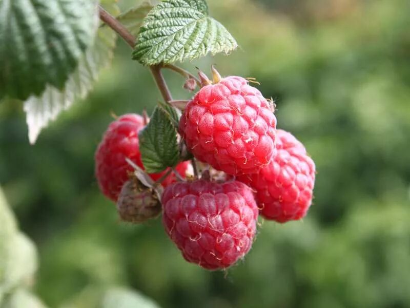 Малина сейчас. Малина обыкновенная куст. Малина сейчас. Высокогорная малина. Малина ремонтантная изобильная казакова.