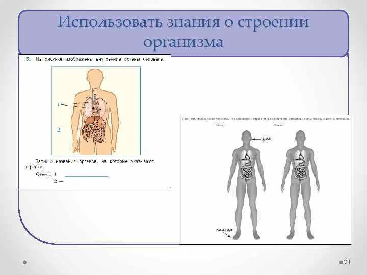 Строение тела человека ВПР 4 класс. Внутренние органы человека ВПР схема. Организм человека ВПР 4 класс. Изображение человека ВПР.
