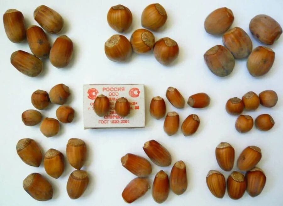 Фундук (лесной орех). Фундук трапезунд дерево. Гальский фундук. Орешник лесной орех. Сорта фундука емоа.