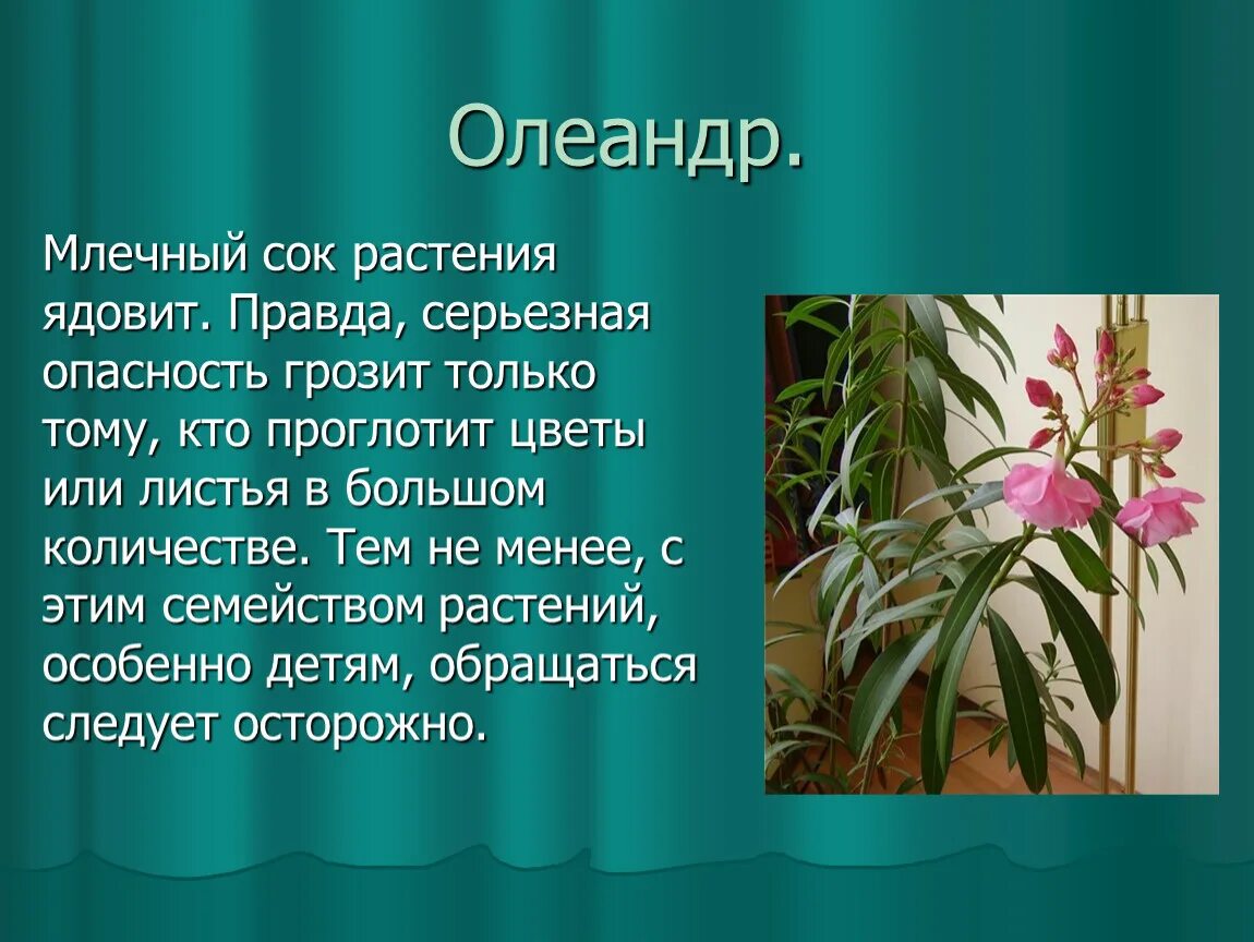 Насколько ядовит. Олеандр обыкновенный ядовитое растение. Олеандр комнатный ядовитый. Белый Олеандр цветок ядовитый. Олеандр ядовитый сок.