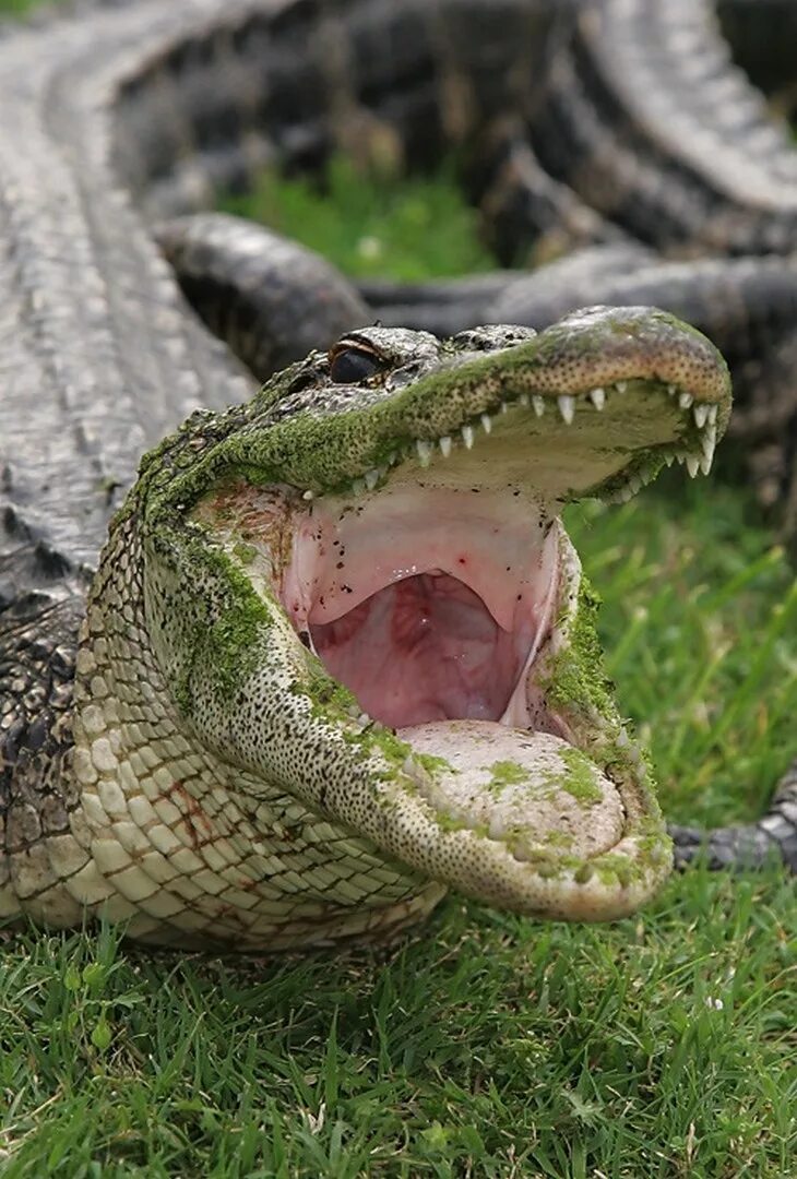Крокодилы открывают рот. Пасть крокодила. Крокодил с открытой пастью. Пасть аллигатора.