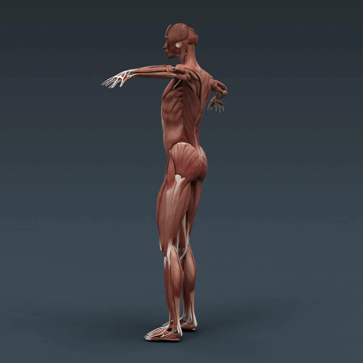 Body object