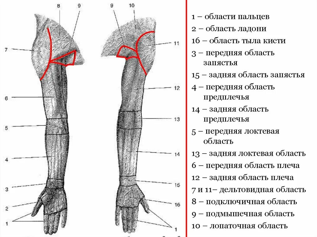 Части руки человека. Области верхней конечности топографическая анатомия. Границы и области верхней конечности топографическая анатомия. Анатомо-топографические образования предплечья и кисти.. Область предплечья границы.