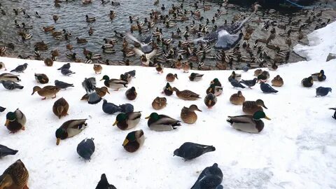 Самара птичий