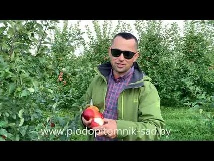 Яблоня от яблони мужское