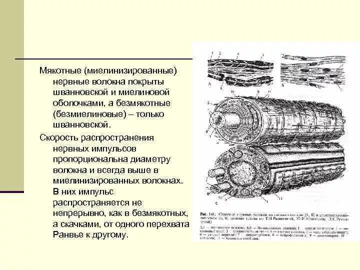 Безмиелиновые нервные волокна осевые цилиндры. Нервное волокно из соска. Строение осевого цилиндра миелинового волокна. Нервное волокно из соска. Нервное волокно из соска.