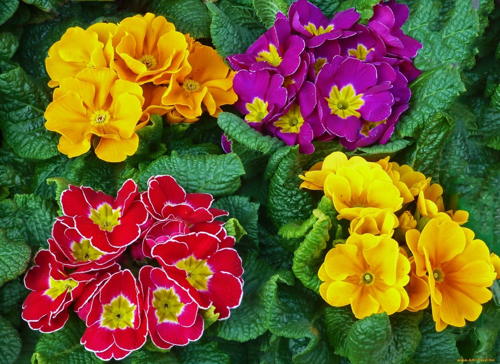 набор цветов. примула рози махровая f1. бумажные цветы для скрапбукинга. примула цветок. цветок прима.