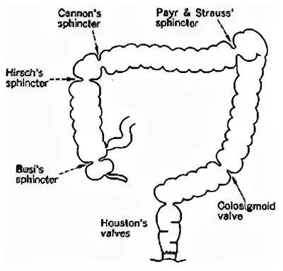 Сфинктеры Толстого кишечника схема. Строение Толстого кишечника сфинктер. Сфинктеры кишечника человека схема. 10 Сфинктеров толстой кишки.