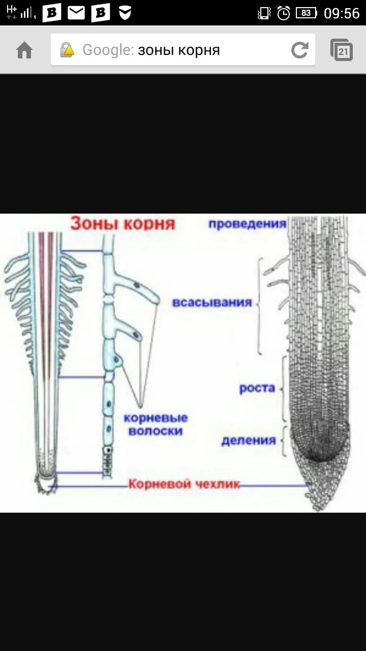 Анатомические зоны корня