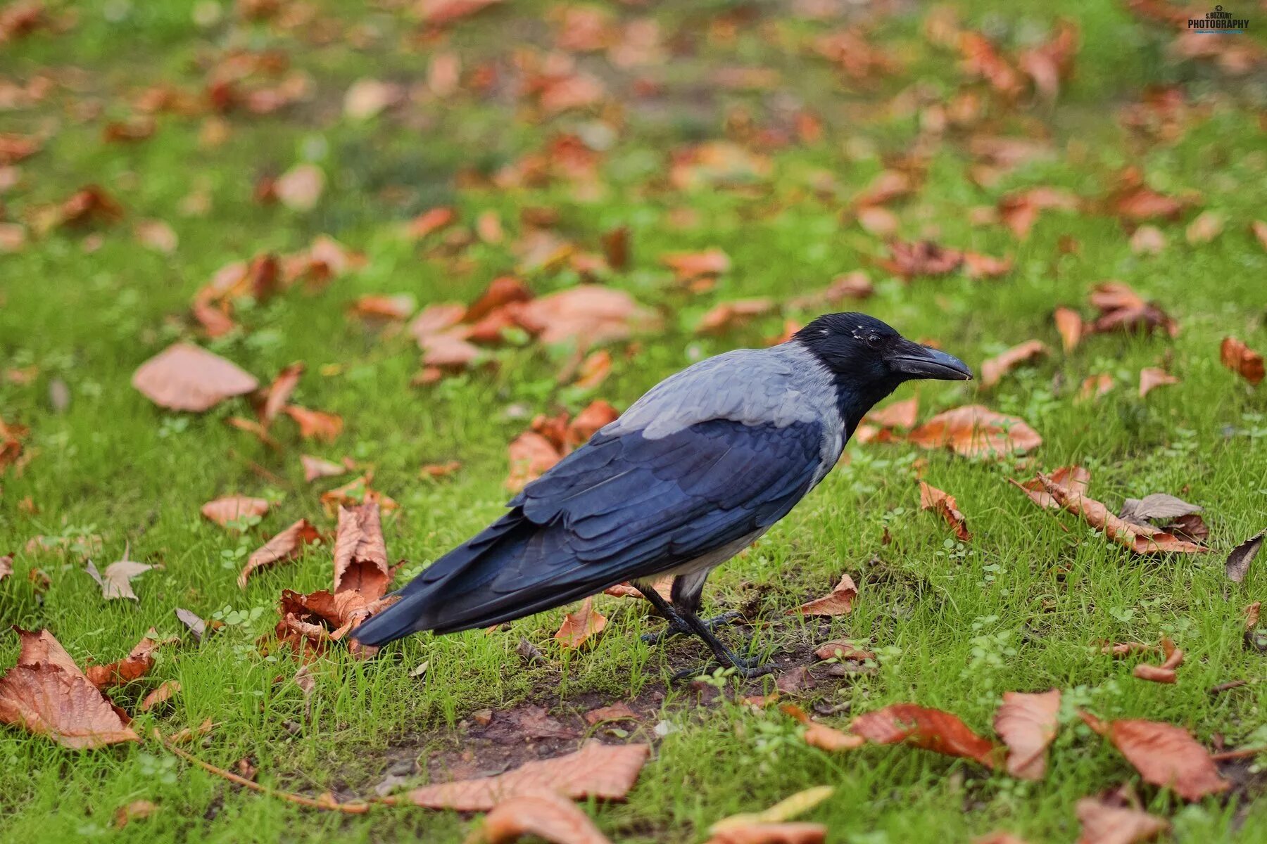 Чёрная ворона фото птицы. Карга металлическая. Карга казахстанский. Карга новгородская. Карга казахстанский.