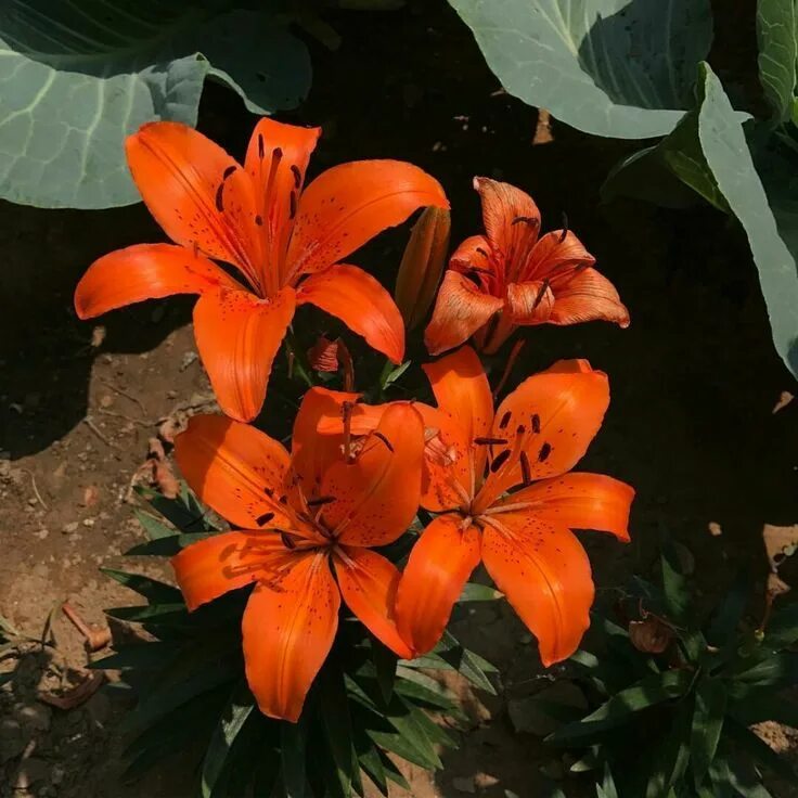 Лилия оранж твинс. Лилия азиатская orange ton. Лилия тону. Lilium (истинная лилия). Лилия оранж кокот.