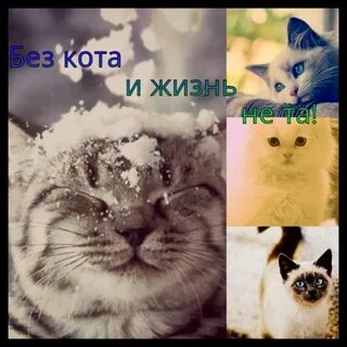 Коты мп 3