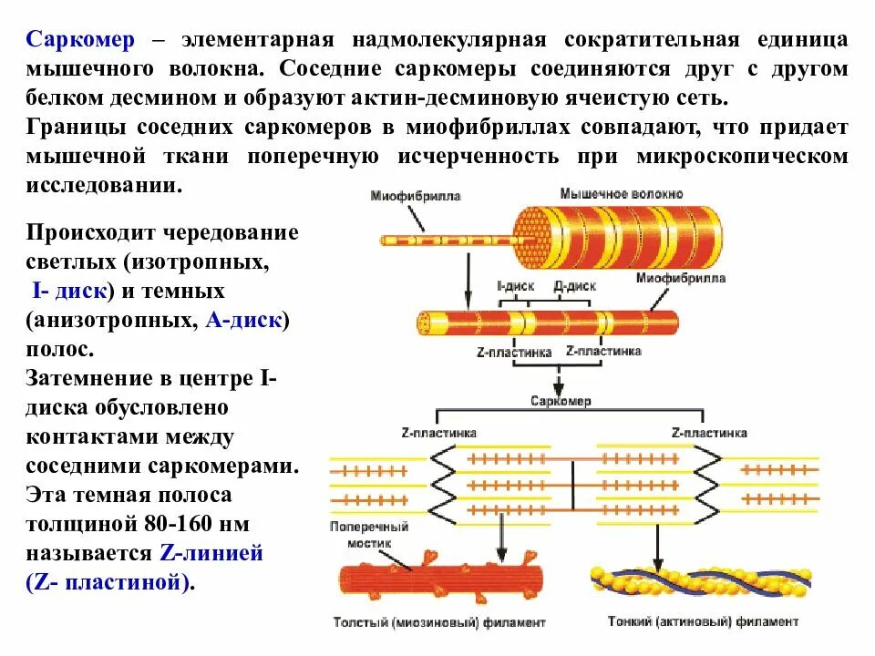 Функции мышечных белков