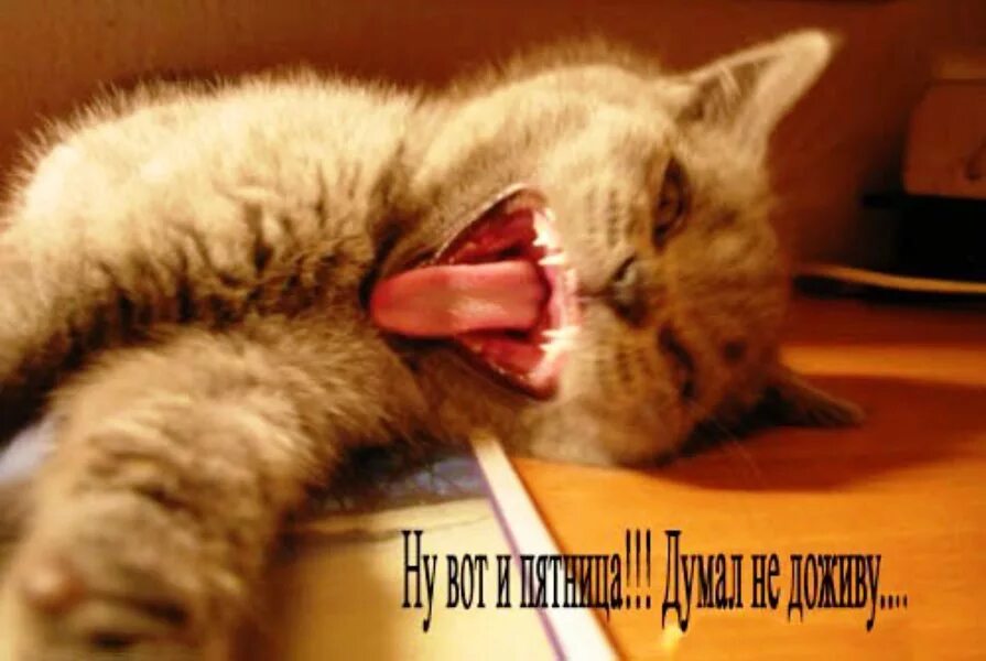 Доброе утро пятницы котики. Ура пятница котики. веселые коты с утра в пятницу. доброе утро пятница кот. утро пятницы котики.
