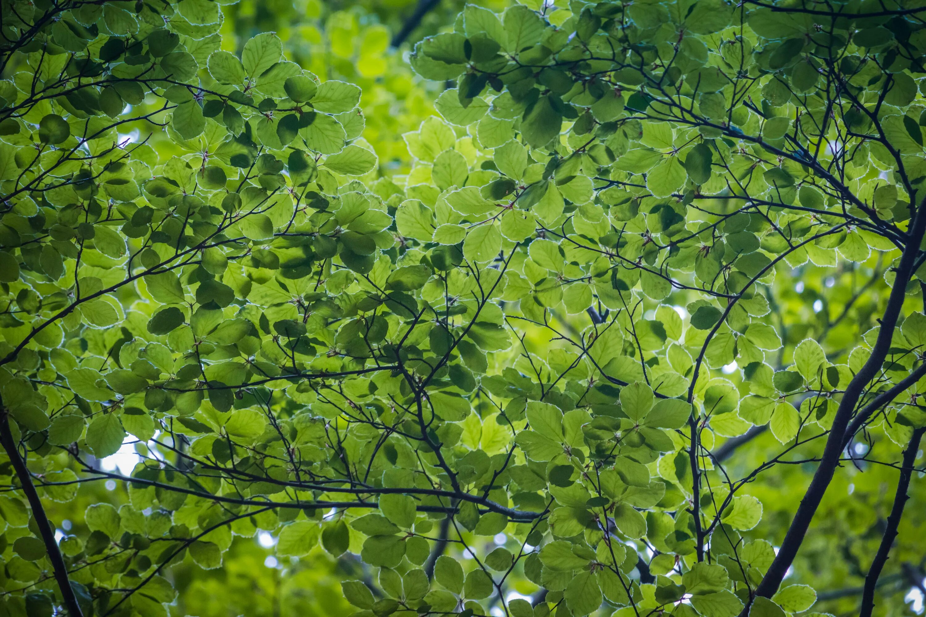 Густая зелень число. Крона дерева с листьями. Береза листва крона. Дерево зеленое. Густая листва.
