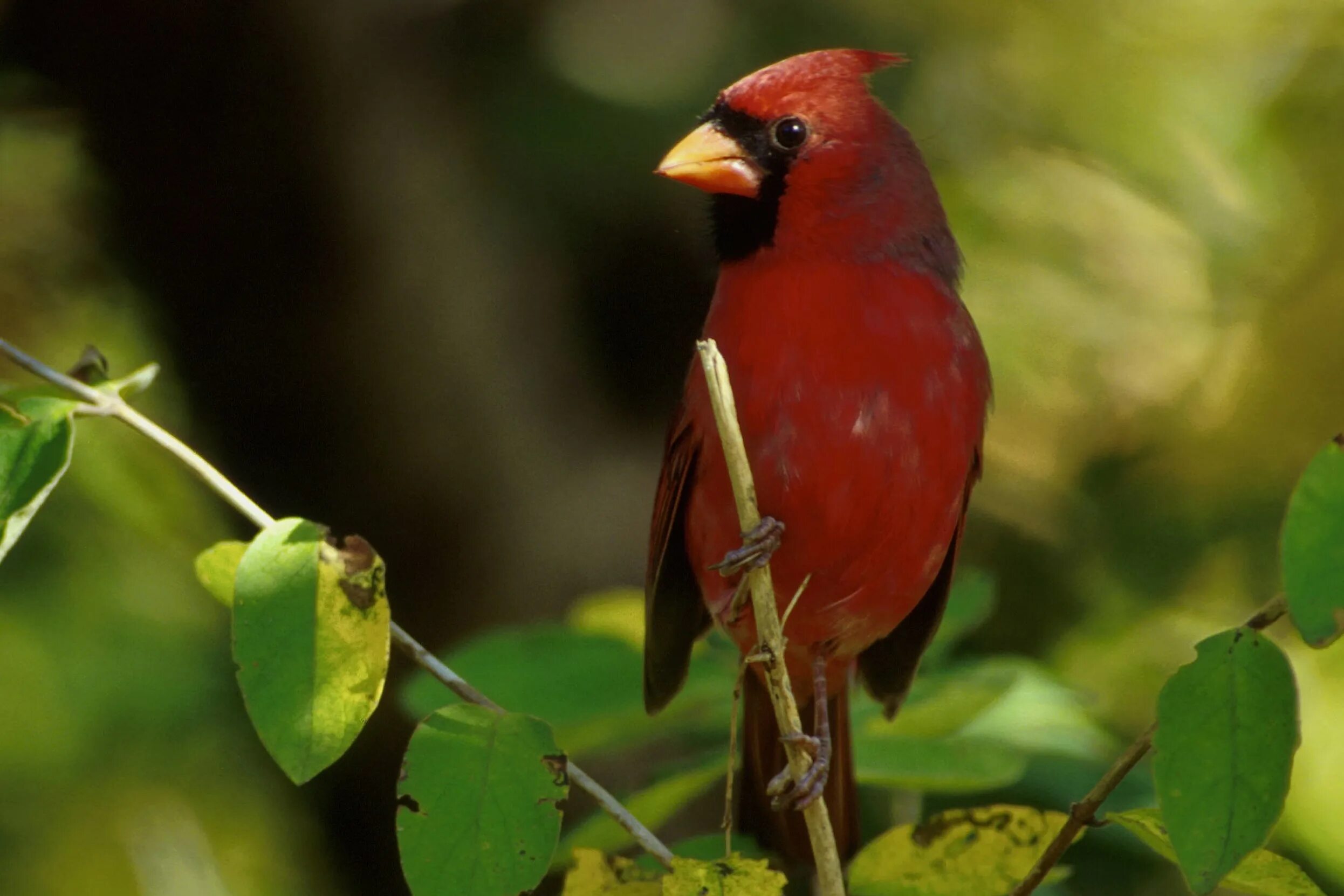 The birds are singing. Birds singing. Bird is singing. Birds are singing. Bird sounds.