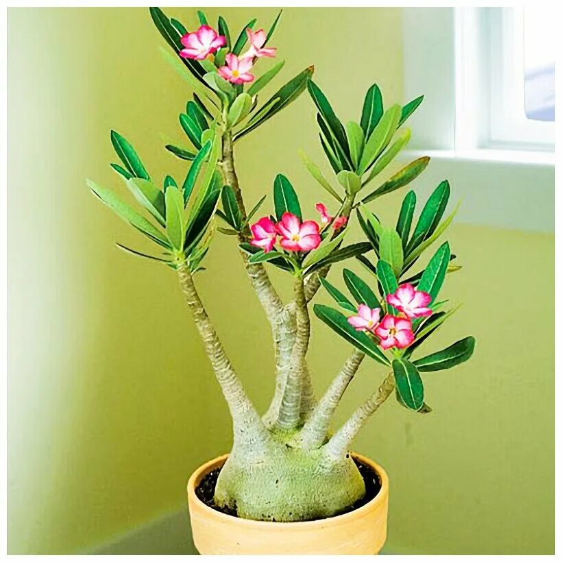 цветы адениум арабикум. лесландия адениум. адениум black somalense. семена адениума обесум. адениум var.