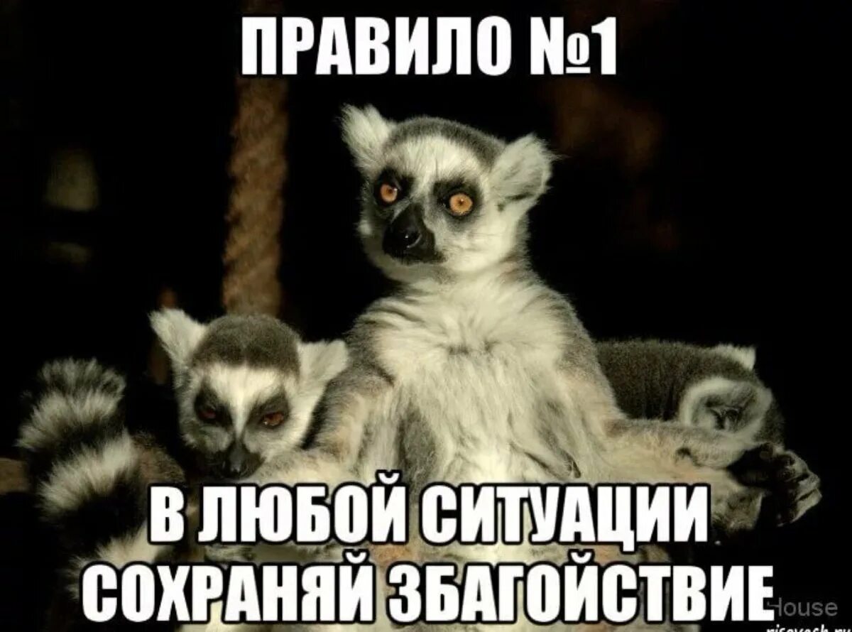 Спокойно полагать. Узбагойся. Лемур узбагойся. Мемы с лемуром. Узбагойся Мем.