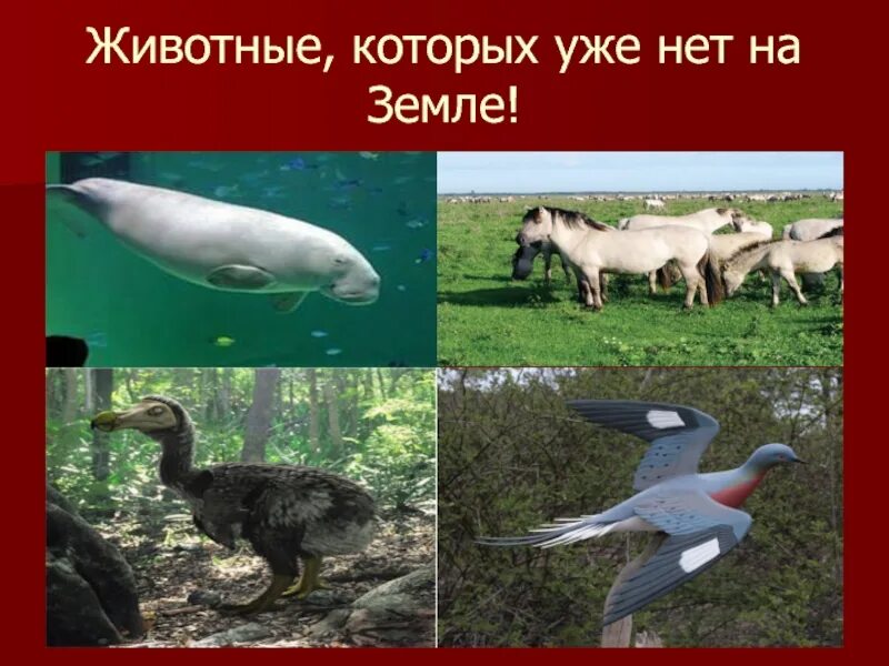 Работы которых уже нет. Животных из красной книги. исчезающие виды животных красной книги. вымершие животные из красной книги. животные которых уже нет на земле.