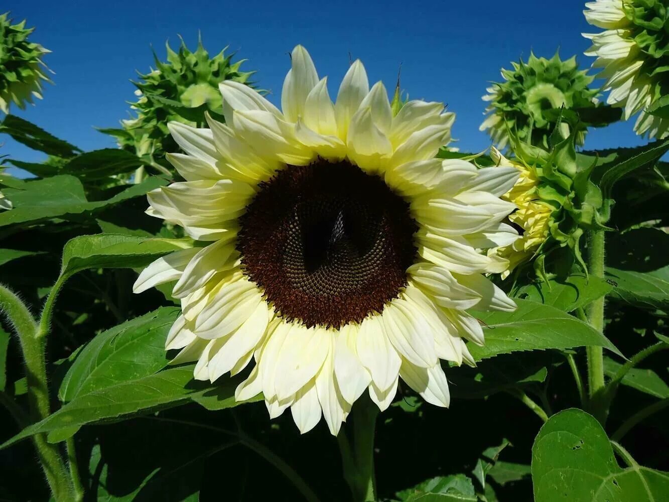 Подсолнечник декоративный ванилла айс. Подсолнух жёлтый пигмей декоративный. Подсолнечник ванилла айс. Турецкие семечки подсолнуха. Белый подсолнух.