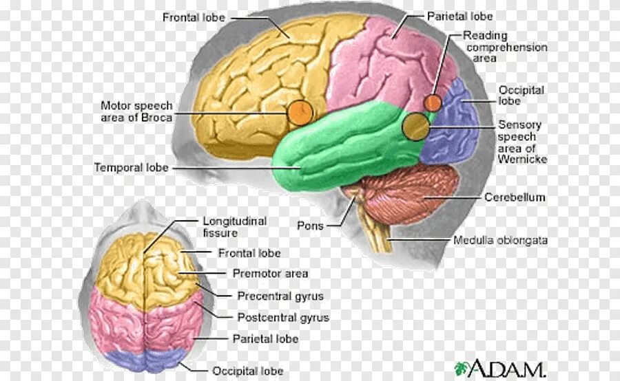 Затылочно теменная область мозга. Строение лобной доли мозга человека. Анатомия височной доли головного мозга. Функция лобных отделов головного мозга.