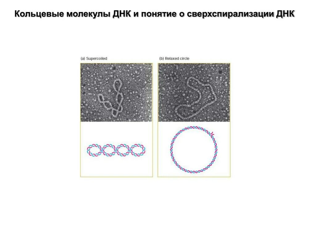 Форма кольцевой днк. Кольцевая молекула ДНК бактерий. Кольцевая двухцепочечная молекула ДНК функции. Кольцевая ДНК У бактерий. Кольцевая молекула ДНК У бактерий функции.