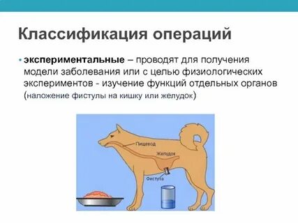 Определение чистопородности собаки метод исследования