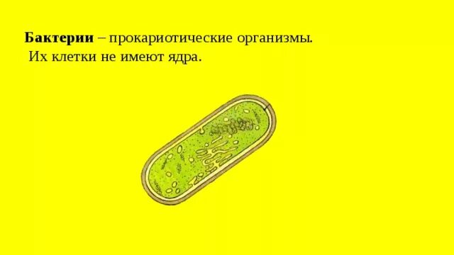 Бактерии содержит ядро. Бактериальная клетка. Клетки бактерий не имеют. Бактерии без ядра. Ядро бактериальной клетки.