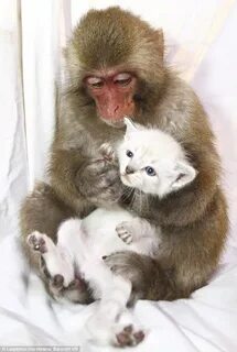 Обезьяна и кот
